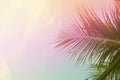 Palm tree leaves on sky background. Palm leaf over sky. Pink and yellow toned photo. Royalty Free Stock Photo