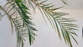 Palm Tree Leaves Swaying in Breeze Against Clear Sky Royalty Free Stock Photo