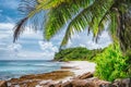 Palm tree leaves on tropical beach Police Bay on Mahe Island, Seychelles Royalty Free Stock Photo