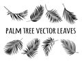 Palm tree leaves vector silhouette Royalty Free Stock Photo