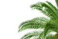 Palm tree leaves Royalty Free Stock Photo
