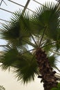 Palm Tree in the Leuven Kruidtuin