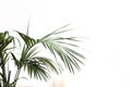 Palm tree leves. Royalty Free Stock Photo