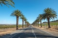 Palm-tree lined Seppeltsfield Road in South Australia`s Barossa Valley Royalty Free Stock Photo