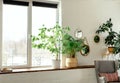 Green corner with plants in the interior of the house. ficus in a wicker pot. Flowers on a stand. big green tree at home. Cozy pla Royalty Free Stock Photo