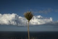 Palm tree on the Lizard Royalty Free Stock Photo