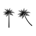 Palm Tree Logo. Vector palm tree icon black color