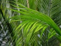 Palm tree long thin green leaves close up detail and sunlight Royalty Free Stock Photo