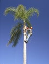 Palm tree lopping Royalty Free Stock Photo