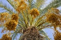 Palm tree with a lot of dates Royalty Free Stock Photo
