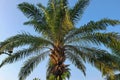 Palm tree, low angle shoot at morning time Royalty Free Stock Photo