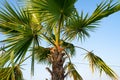 Palm tree with lush green leaves and brown trunk in the blue sky Royalty Free Stock Photo