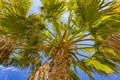 Palm Tree, Mallorca. Royalty Free Stock Photo