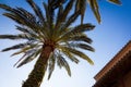 Palm Tree, Mallorca, Spain 2014 Royalty Free Stock Photo
