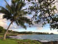 Palm Tree on a Maui Hawaii Beach at sunset Royalty Free Stock Photo