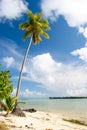 Palm tree, Maupiti, French Polynesia Royalty Free Stock Photo