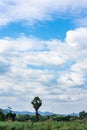 Palm tree in the meadow the background mountains and the blue sky Royalty Free Stock Photo