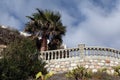 Palm tree in the Mediterranean.