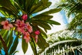 Palm tree and Mexican pink blooming plumeria flowers, view from below Royalty Free Stock Photo