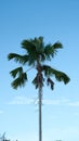 a palm tree in the middle of a field