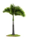 Palm tree model