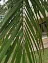 THE SOLITAIRE PALM OR PTYCHOSPERMA ELGANS Royalty Free Stock Photo