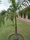 THE SOLITAIRE PALM OR PTYCHOSPERMA ELGANS