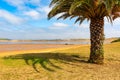 Palm tree on Mogro beach in the north of the Iberian Peninsula, Cantabria. Royalty Free Stock Photo