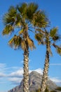 Palm Tree and Montgo in Xabia