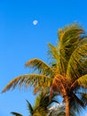 Palm tree and moon Royalty Free Stock Photo