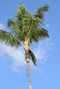 Palm tree with morning moon on a clear sky Royalty Free Stock Photo