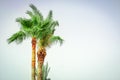 Palm tree on the nature by the sea pool background Royalty Free Stock Photo