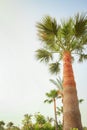 palm tree on the nature by the sea pool background Royalty Free Stock Photo