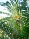 Palm tree near a beach in asprovalta Royalty Free Stock Photo