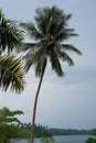 Palm tree near harbor at sunrise