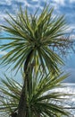 Palm tree near sea beach against blue sky background Royalty Free Stock Photo