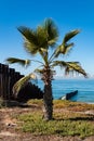 Palm Tree Next to International Border Wall in San Diego Royalty Free Stock Photo