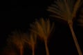 palm tree at night against the background of the moon and the starry sky Royalty Free Stock Photo