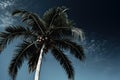 Palm tree night contrast. Generate Ai Royalty Free Stock Photo