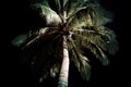 Palm tree night. Generate Ai Royalty Free Stock Photo