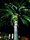 Palm tree at night Royalty Free Stock Photo