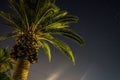 Palm tree in the night