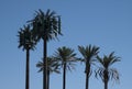 Is it a Palm Tree - No - It`s a Cell Tower