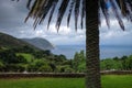 Palm tree, Ocean and cliffs in Galicia, Spain