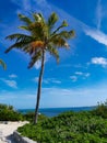 Palm tree ocean view blue sky road on the rock Royalty Free Stock Photo