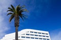 Palm Tree And Office Building Background Royalty Free Stock Photo