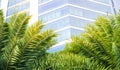 Beautiful palm tree leaves with city office building background with sunlight and copy space Royalty Free Stock Photo