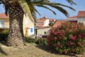 Palm tree and oleander at Saint Cyprien village in Royalty Free Stock Photo