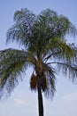 Palm Tree with Orange Fruit