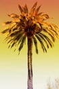 Palm Tree Orange Glow Sunset Royalty Free Stock Photo